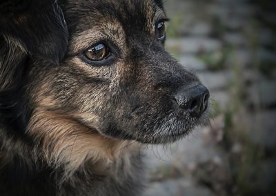 When Pet Surrender Is Your Best Option