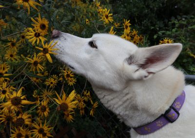 I’ve Been Rescued by a Pet