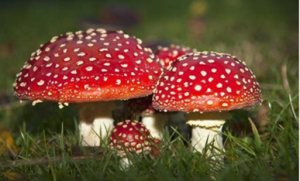 Fungi Facts for You and Your Four-Legged Loved Ones (Part One)