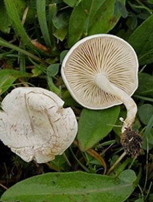 Fungi Facts for You and Your Four-Legged Loved Ones (Part Two)