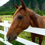 Training Your Equid: The Many Benefits of Protected Contact