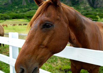 Training Your Equid: The Many Benefits of Protected Contact
