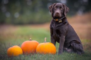 Halloween Tips for People with Pets