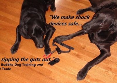 Fallout is Not Good for You…or Your Pet (Part Two)