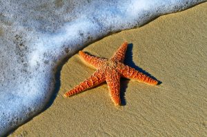 To Save a Starfish: A Compassion-Fatigue Workbook for the Animal-Welfare Warrior (Book Review)