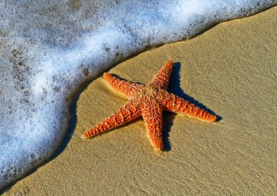 To Save a Starfish: A Compassion-Fatigue Workbook for the Animal-Welfare Warrior (Book Review)