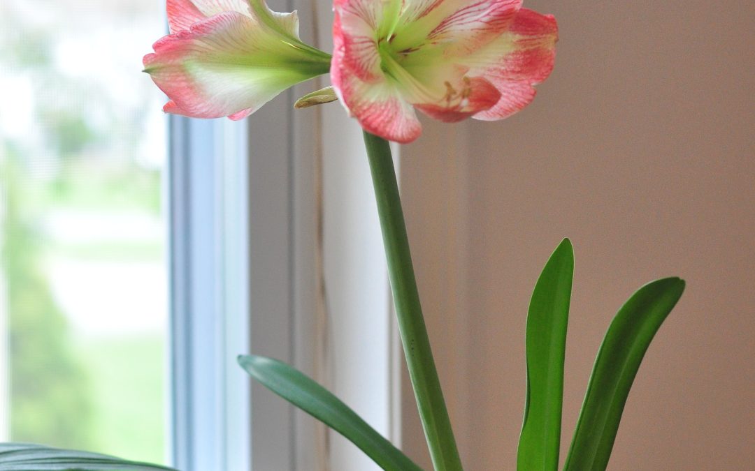 Holiday Safety for Dogs